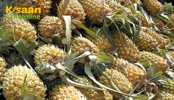 अनानास उत्पादकों को बाजार दिलाने की तैयारी अनानास उत्पादकों को बाजार दिलाने की तैयारी